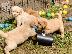 PoulaTo: Πώληση κουτάβια Golden Retriever! Έχουμε